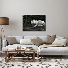 Kép - albínó tigris (70x50 cm)