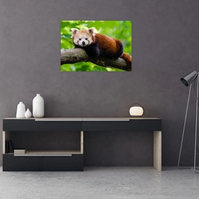 A vörös panda képe (70x50 cm)