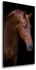 Vászonkép Portré egy ló ocv-114030424