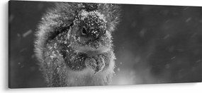 Kép - Mókus télen (120x50 cm)