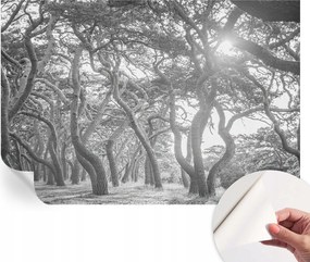 Fotótapéta Öntapadós Dekoratív tapéta Klíma erdő 152x104 cm