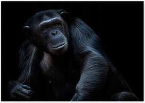 Poszterek 100x70 Egy erős csimpánz portréja