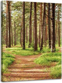Vászonkép Ösvény az erdőben Fák Természet 30x40 cm