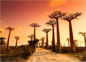 Üveg kép - Naplemente a Baobab Alley-ben (70x50 cm)