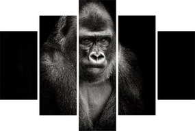 Kép - Gorilla (150x105 cm)