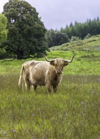 Poszter 20,5x28,4cm Hegyi tehén 2, Assaf Frank