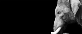 Kép - Elefánt (120x50 cm)