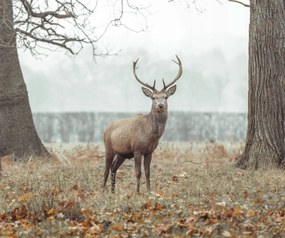 Poszter 60x50cm Szarvas az erdőben, Assaf Frank