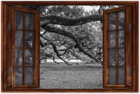 Poszterek 90x60 Erőteljes tölgyek