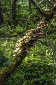 Poszter 53x81cm Gomba a fán, Assaf Frank