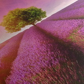 Levendula mező képe (150x105 cm)