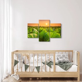 Kép - Mező (90x60 cm)