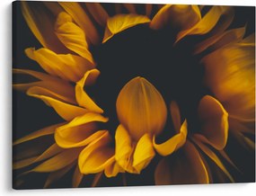 Kép - Napraforgó fekete háttérben (70x50 cm)