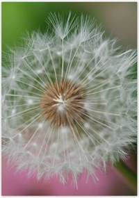 Poszterek 70x100 Pitypang Virág Virágok