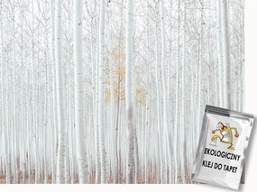 Fotótapéta Flizelina Természet Erdő Fehér Nyírfa Kilátás 150x105 ragasztó