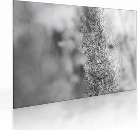Üveg kép - Boho pampafű (70x50 cm)