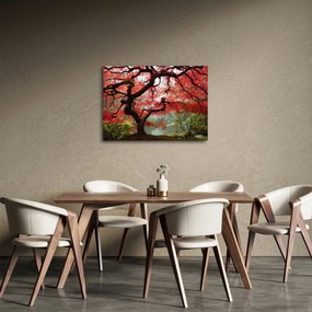 Red Japanese Maple, Portland, Oregon képe (70x50 cm)
