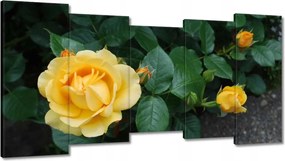 Vászonkép 150x80 Sárga rózsa
