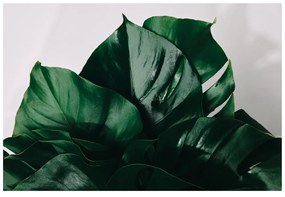 Fotótapéta monstera levél