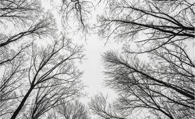 Dekoratív fotótapéta irodába Meztelen ágak 416x254 Ragasztó