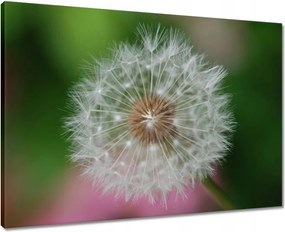 Vászonkép 70x50 Pitypang Virág Virágok