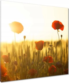 Vászonkép 90x90 Pipacsok napfelkeltekor