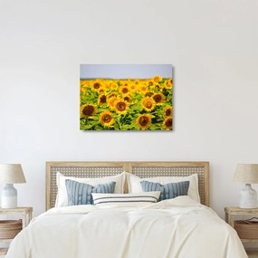 Üveg kép - Napraforgók (70x50 cm)