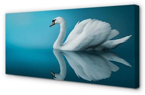 Canvas képek Swan vízben 100x50 cm