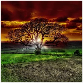 Poszterek 30x30 Varázslatos fa tájkép