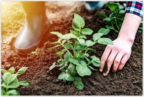 Poszterek 120x80 Gyomok eltávolítása a földről