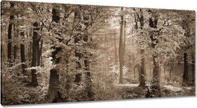 Vászonkép 115x55 Erdő szépia színben