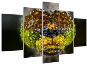 Részletes kép a rovar szemről (150x105 cm)