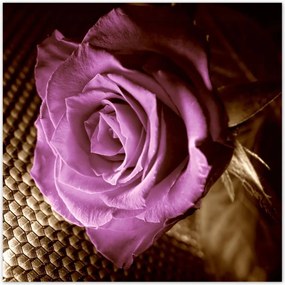 Poszterek 100x100 Rózsa Lila és szépia