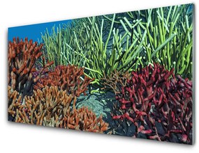 Üvegkép Barrier Reef Nature 100x50 cm