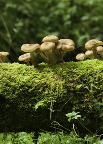 Poszter 50x70cm Gomba, Assaf Frank