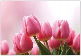 Poszterek 200x135 Rózsaszín tulipánok