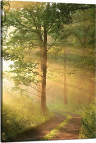 Vászonkép Napfény Erdő Ösvény Természet 80x120 cm