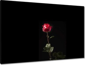 Vászonkép 120x80 Vízcseppek a rózsán