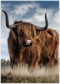 Poszterek 50x70 Skót tehén