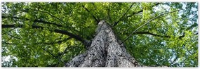 Poszterek 200x66 Fa Kilátás