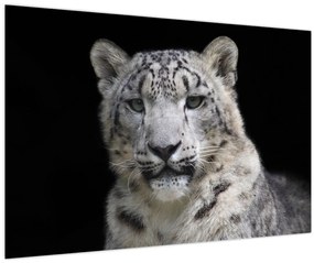 Kép - Snow Leopard (90x60 cm)