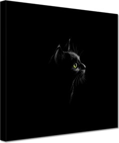 Vászonkép 20x20 Fekete cica macska