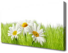 Vászonfotó Daisy Flowers Plant 100x50 cm