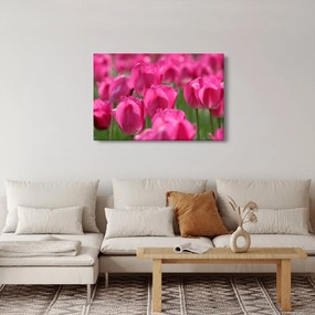 Kép - Rózsaszín tulipánok (90x60 cm)