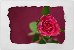 Poszter 60x40 Rózsa lila alapon
