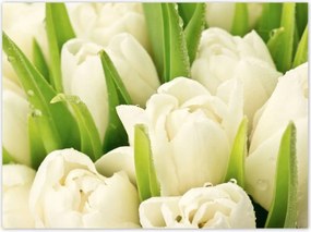 Poszterek 135x100 Finom tulipánok