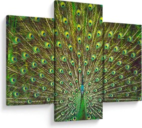 Kép - Páva (90x60 cm)