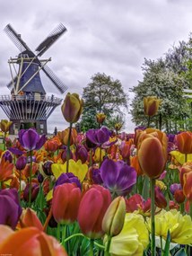 Poszter 30x40cm Színes tulipánok a kertben Keukenhof, Assaf Frank