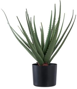 Aloe Vera műnövény