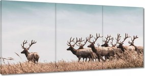 Vászonkép 60x30 Szarvascsorda Szarvak